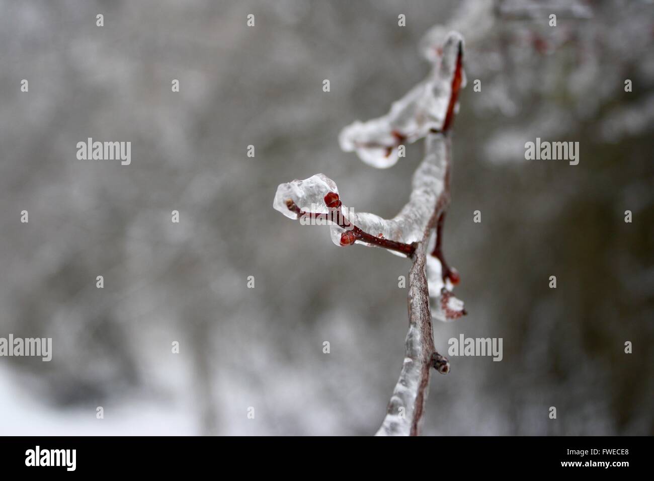 Ice-Storm en mars - Cambridge, Ontario Banque D'Images