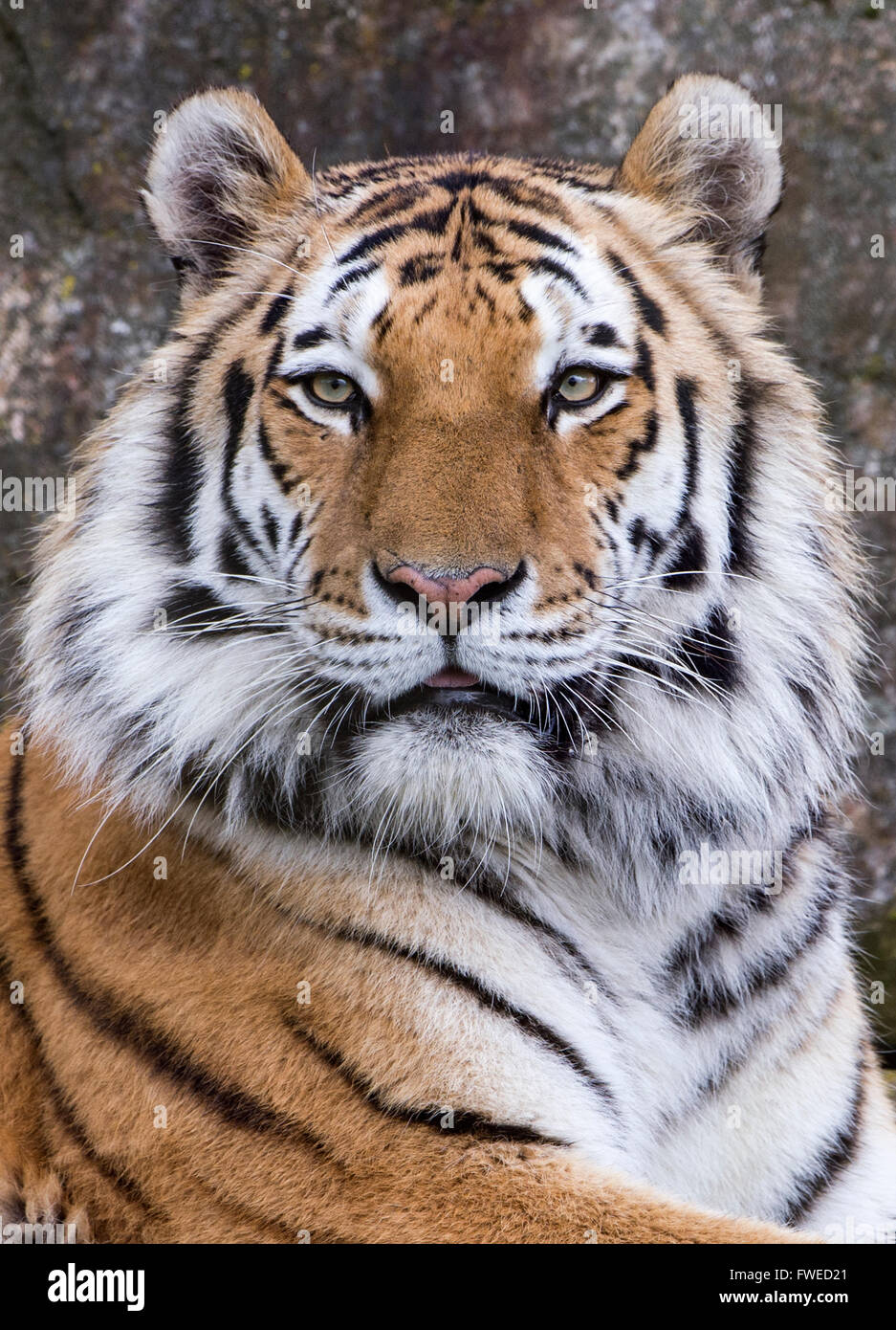 L'Amour (mâle) de Sibérie tiger à vers la caméra Banque D'Images