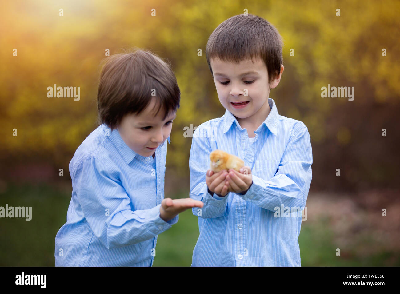 Petit Poussin dans les mains de l'enfant, mignon petit garçon, tenue 3 jours mignon poussin jaune, son frère le regarder et profiter de la ch Banque D'Images