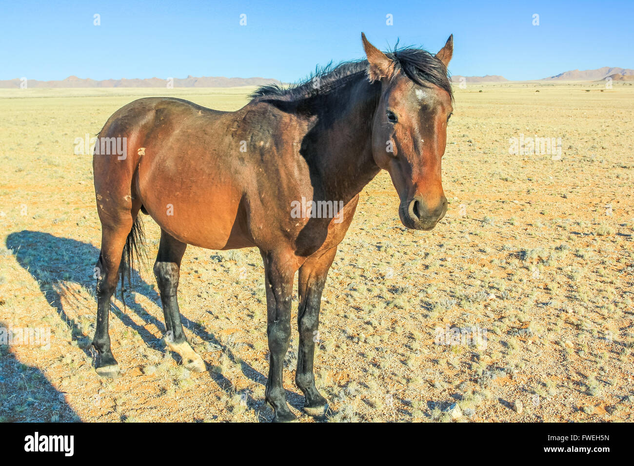 un cheval brun Banque D'Images