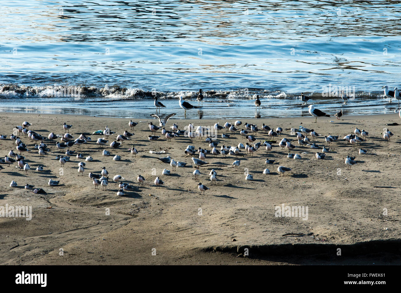 Côte de l'océan Pacifique au Pérou. Les oiseaux aquatiques. Banque D'Images