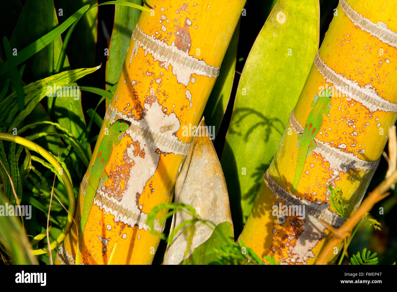 Deux lézards tropicaux geckos en Hawaii sont les bains de soleil et se réchauffer sur certaines plantes de bambou. Banque D'Images