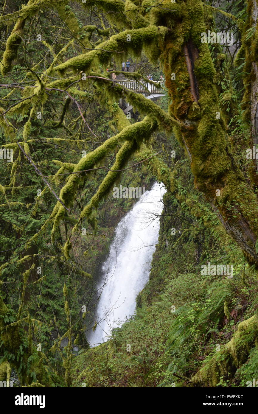 Multnomah Falls encadrée par des arbres moussus. Banque D'Images