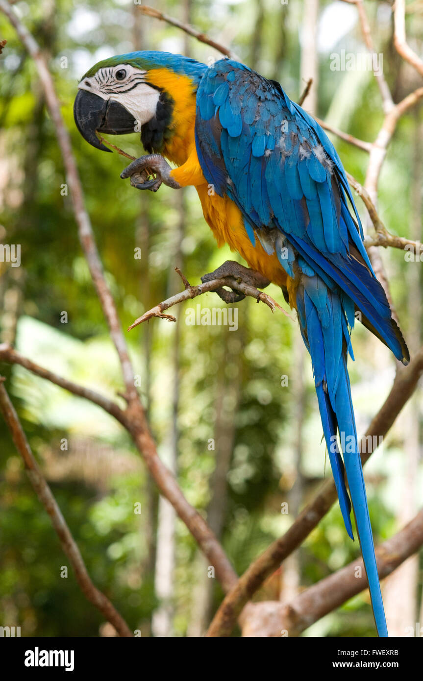 Ara bleu et jaune (bleu et or) de l'ARA (Ara ararauna) près d'Iquitos, Loreto, l'Amazonie, au Pérou. Banque D'Images