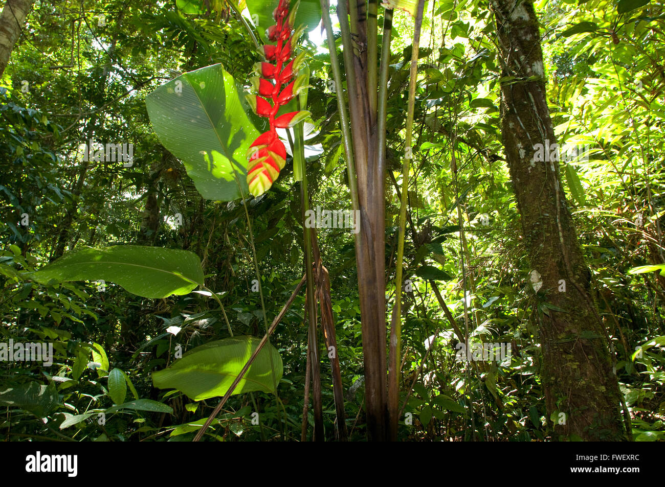 Plan général de la jungle amazonienne et la forêt primaire avec un gros plan d'une heliconia près de Lima, Pérou, Loreto, l'Amazonie. Banque D'Images
