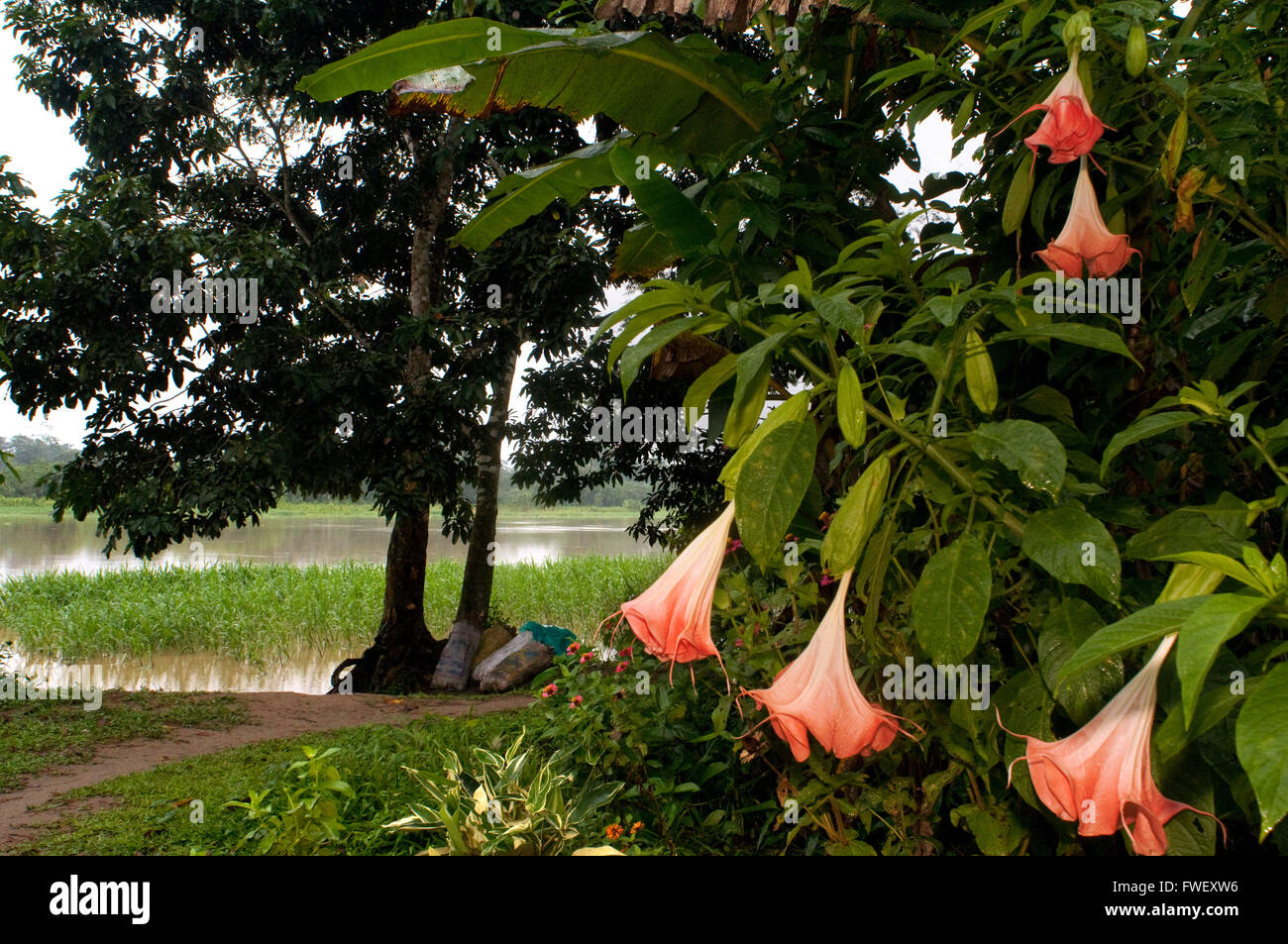 Paysage avec des fleurs à la Riverside village d'Timicuro je souriant et heureux. Iqutios amazonie péruvienne, Loreto, le Pérou. Banque D'Images