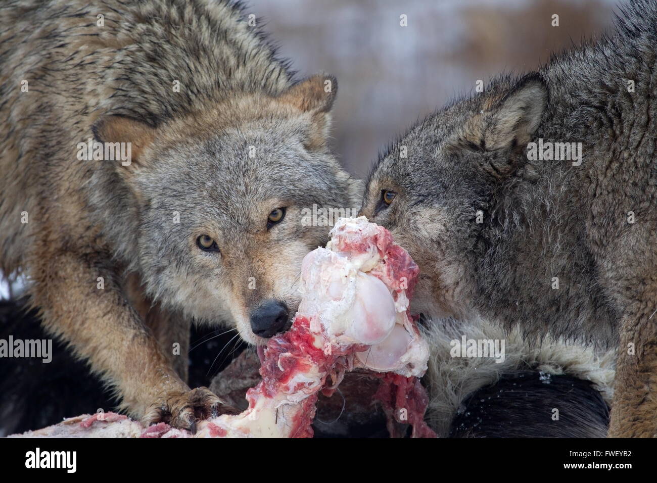 Les loups de mâcher sur les proies en Biélorussie Banque D'Images