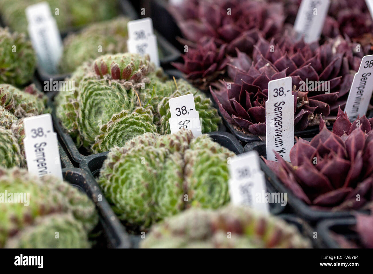 Rocaille de plantes en pots pour la vente Farmers Market, Sempervivum tectorum Banque D'Images