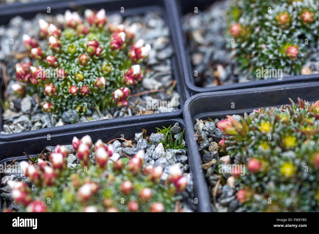 Les plantes de rockery en pots à vendre les producteurs marché des saxiframes alpins Banque D'Images