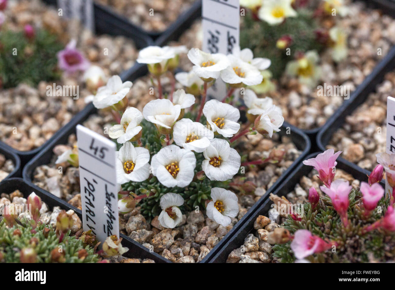 Les plantes de rockery en pots à vendre les agriculteurs marché de saxifrage alpin Banque D'Images
