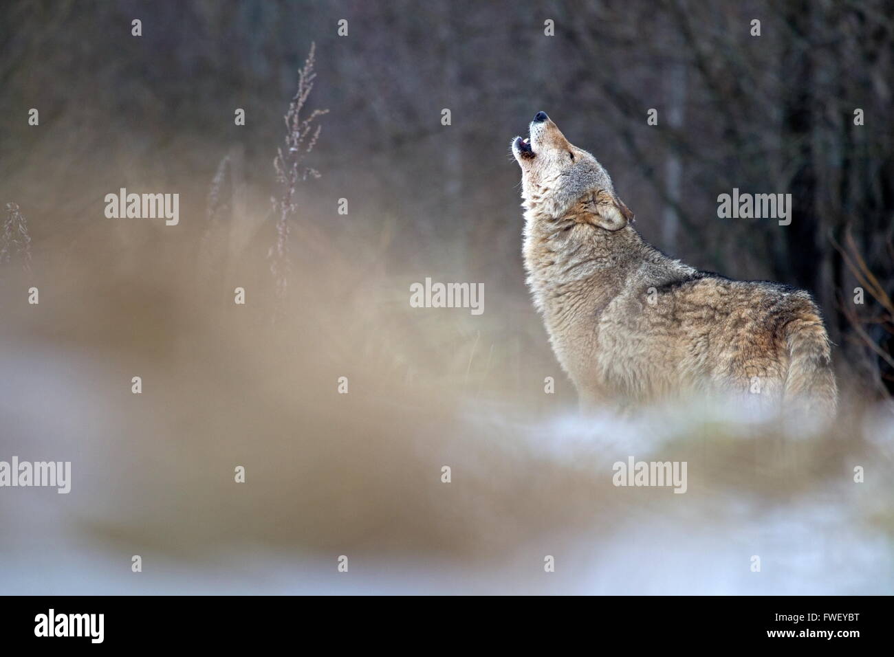 Loup hurlant en Biélorussie Banque D'Images