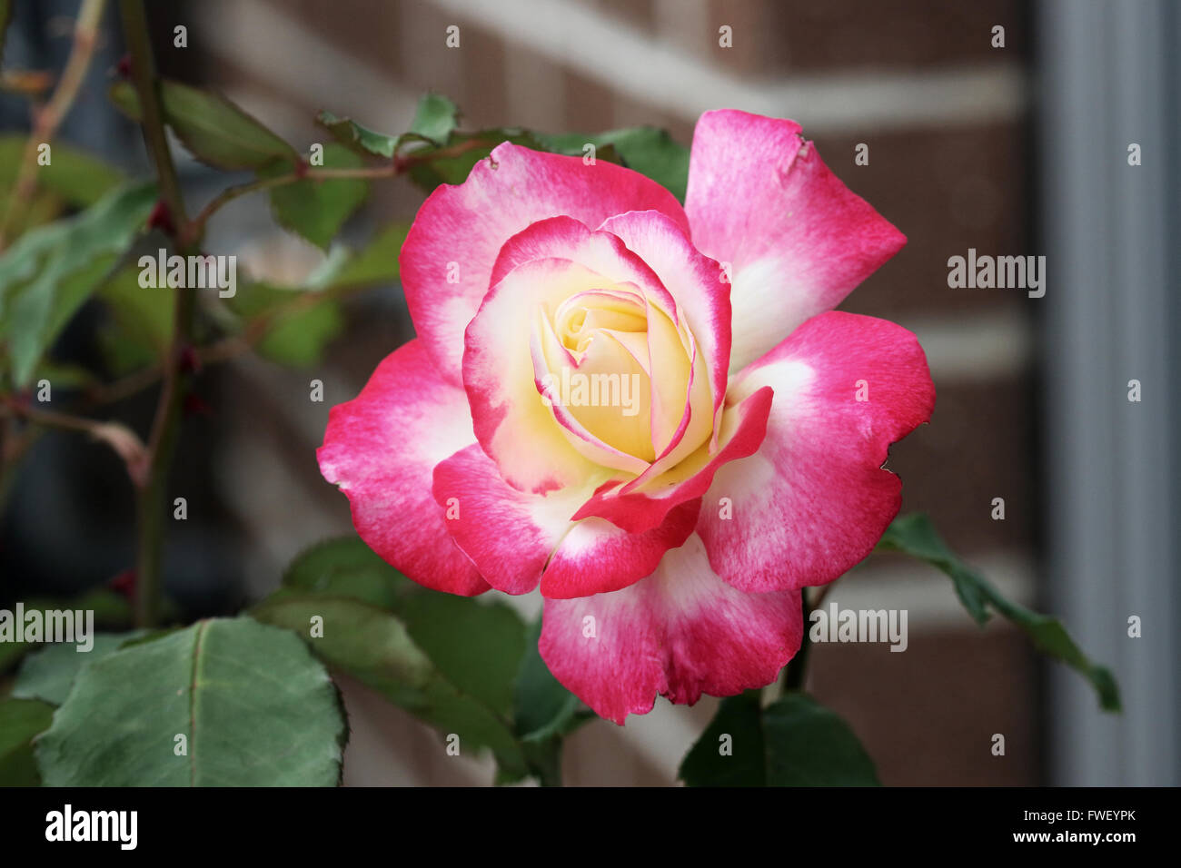 Double Delight roses en pleine floraison Banque D'Images