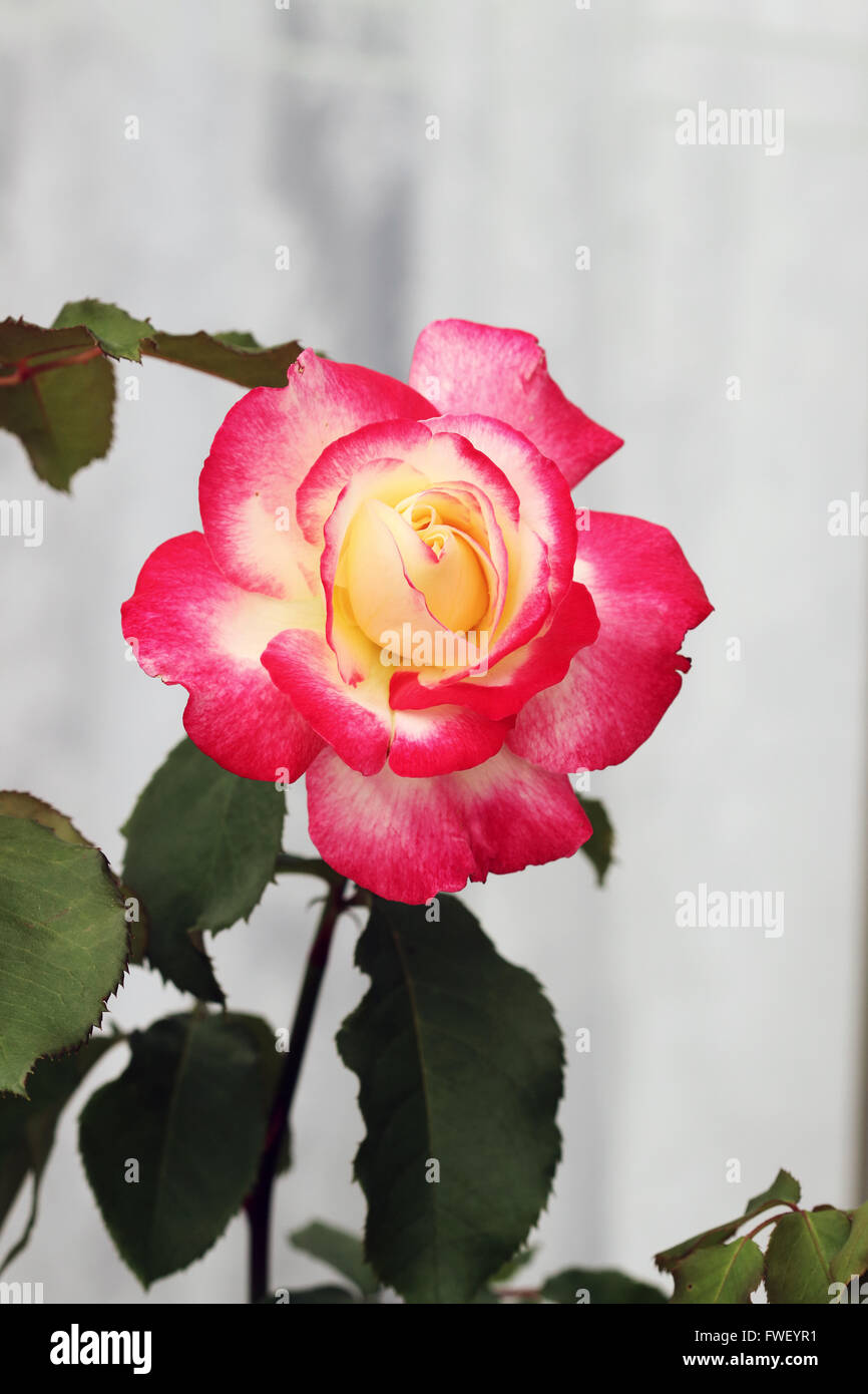 Double Delight roses en pleine floraison Banque D'Images