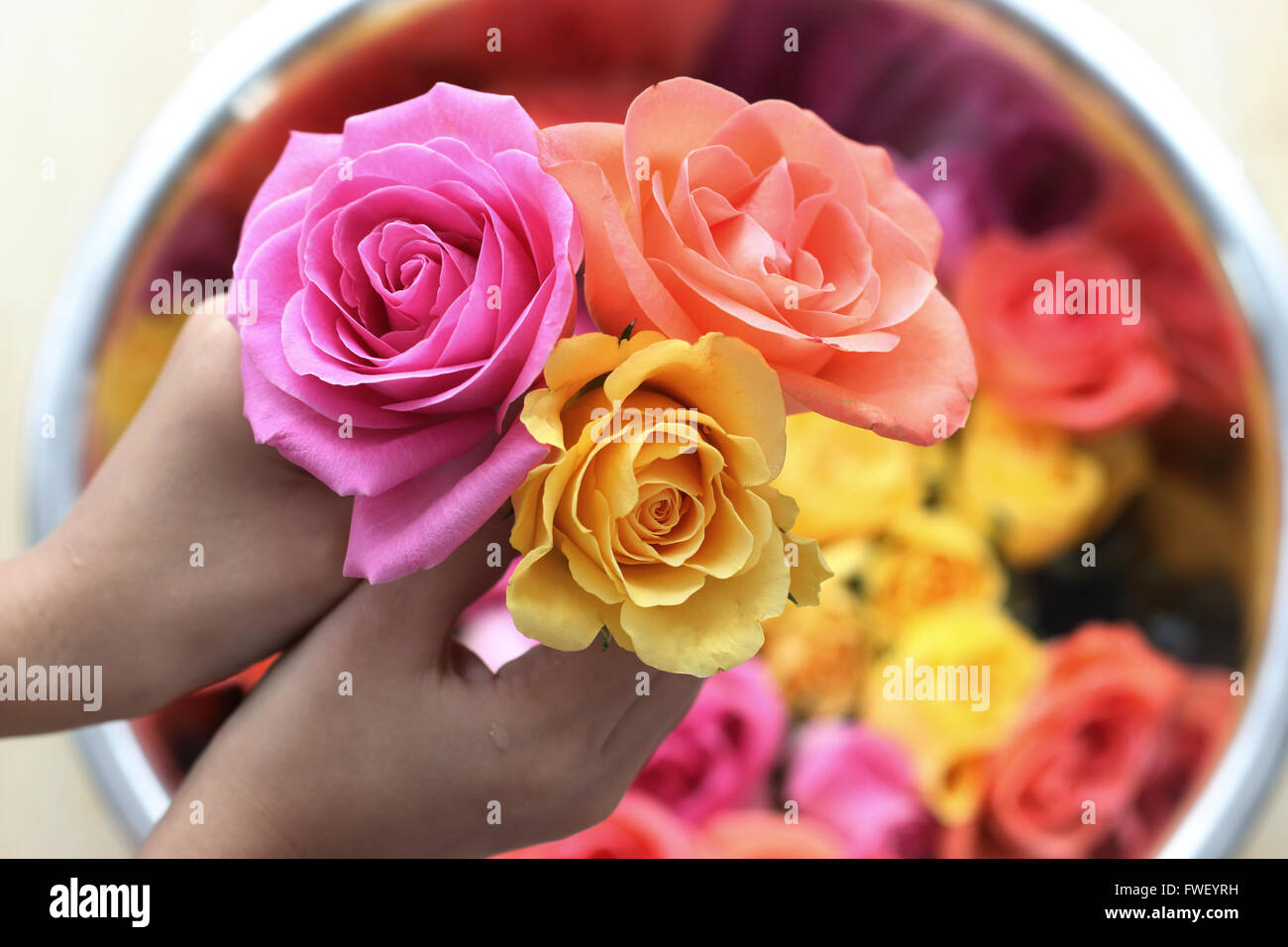 Main tenant Blooming roses colorées Banque D'Images
