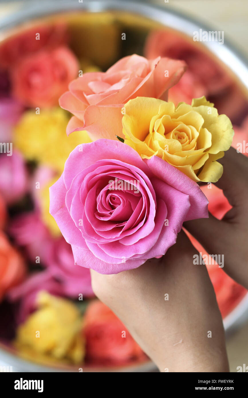 Close up image of hand Holding roses colorées en fleurs Banque D'Images