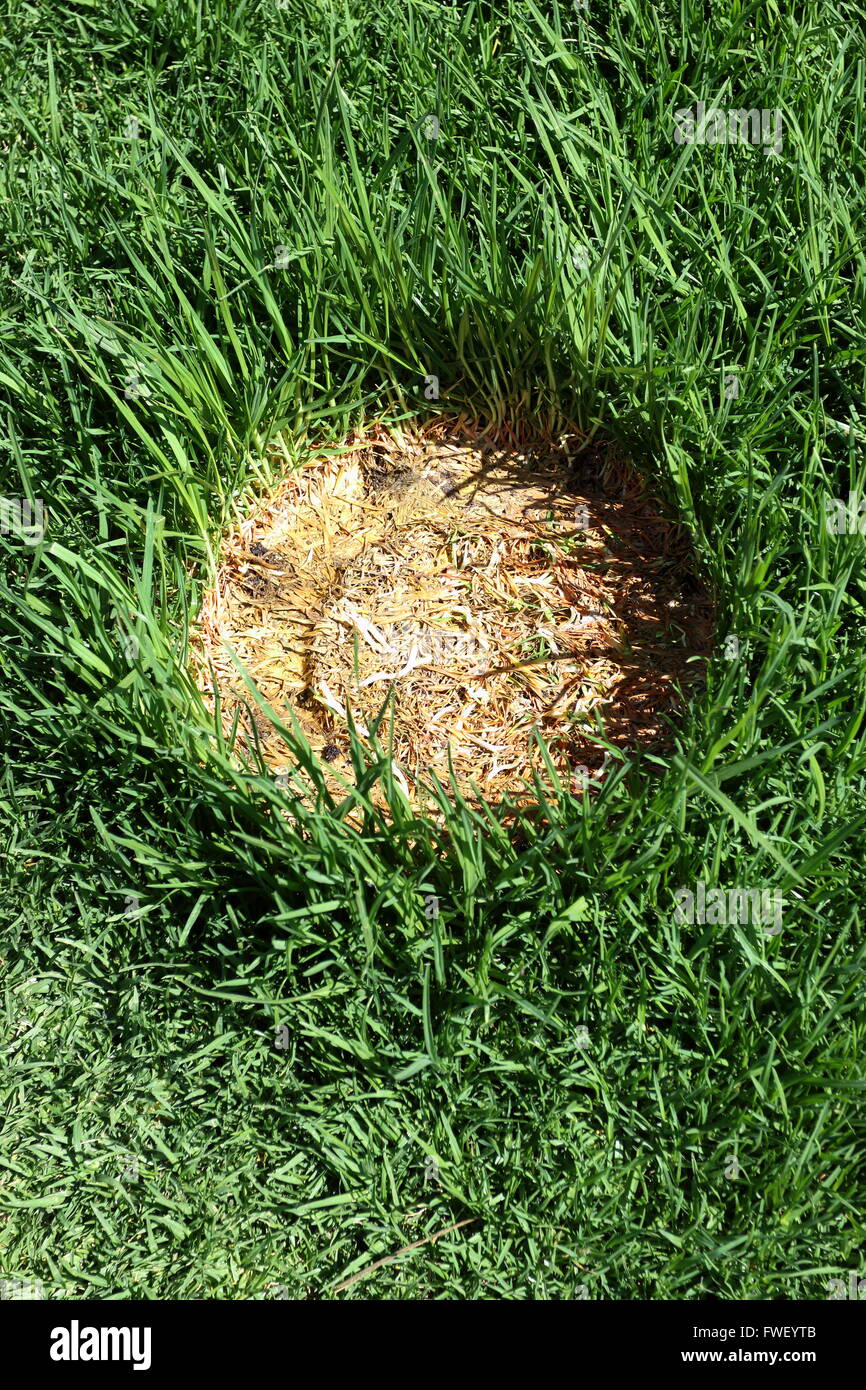 La strie brune ronde on Green grass Banque D'Images