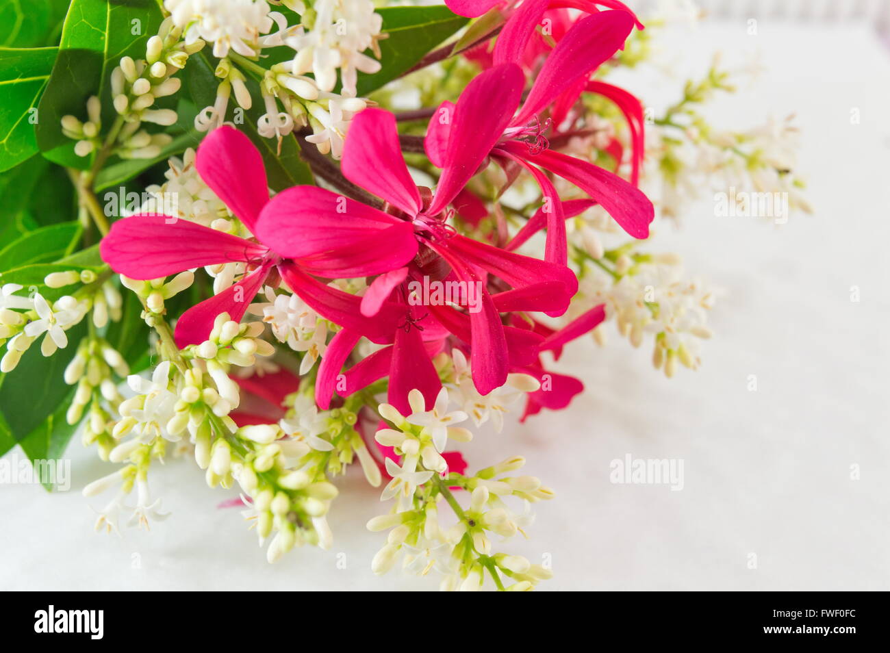 Champ coloré bouquet de fleurs sur fond blanc Banque D'Images