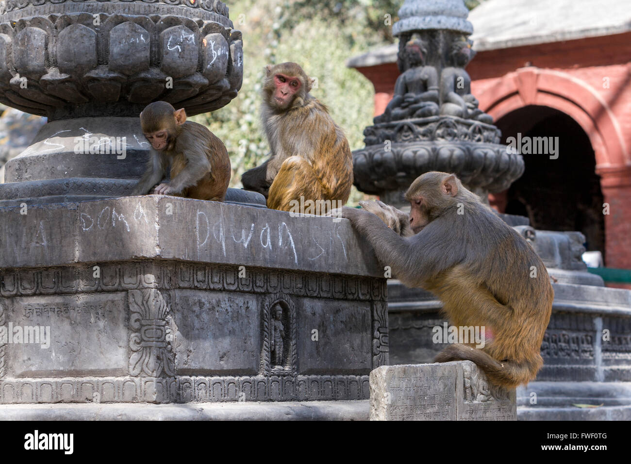 Le Népal, Katmandou, Swayambhunath. Les singes macaques rhésus vivre autour de l'ensemble du temple. Banque D'Images
