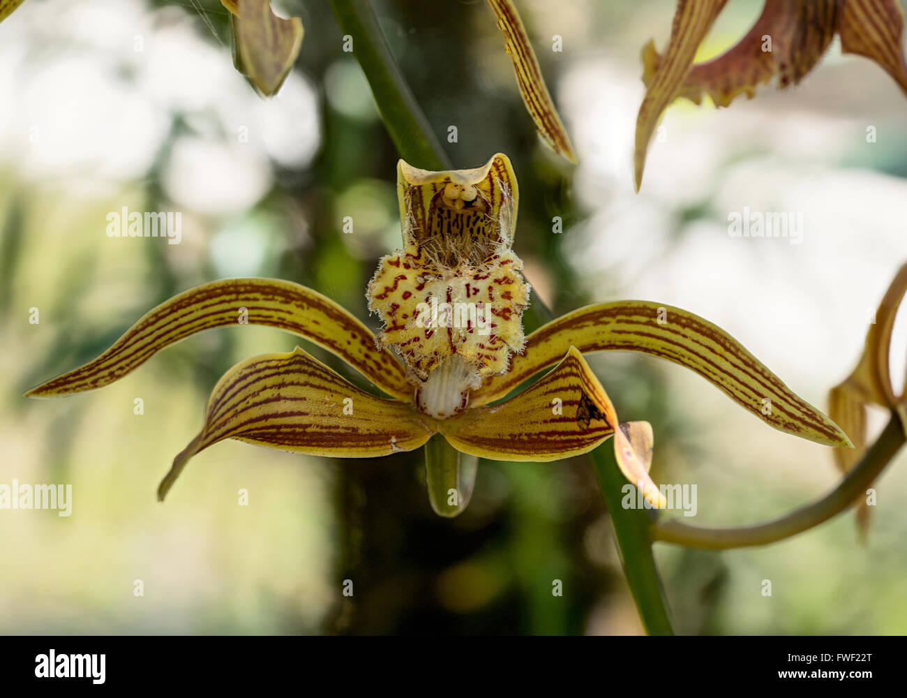 Wild Orchid à Phu Luang Parc National, Thaïlande Banque D'Images