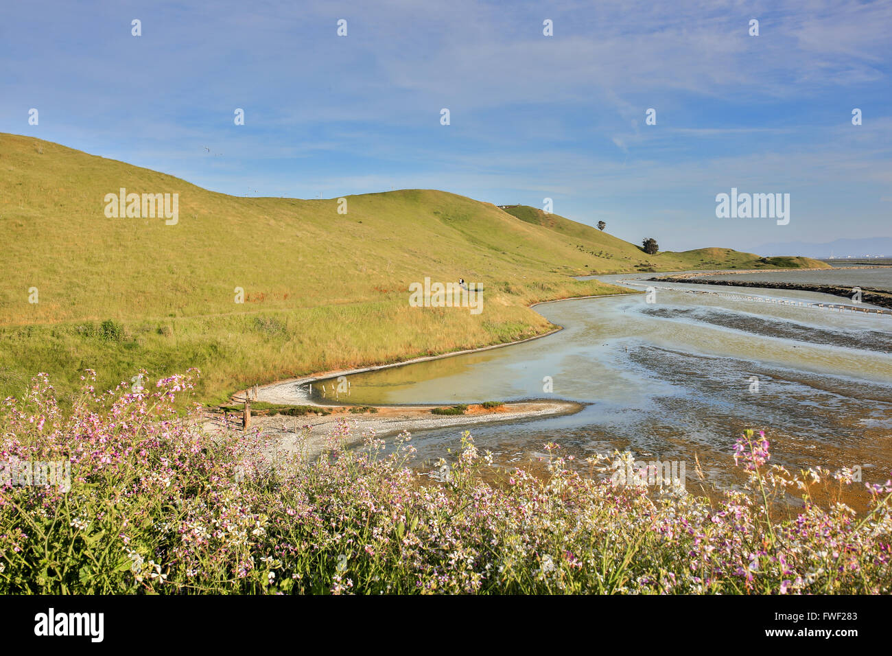 Parc régional Coyote Hills. Fremont, comté d'Alameda, Californie, USA. Banque D'Images