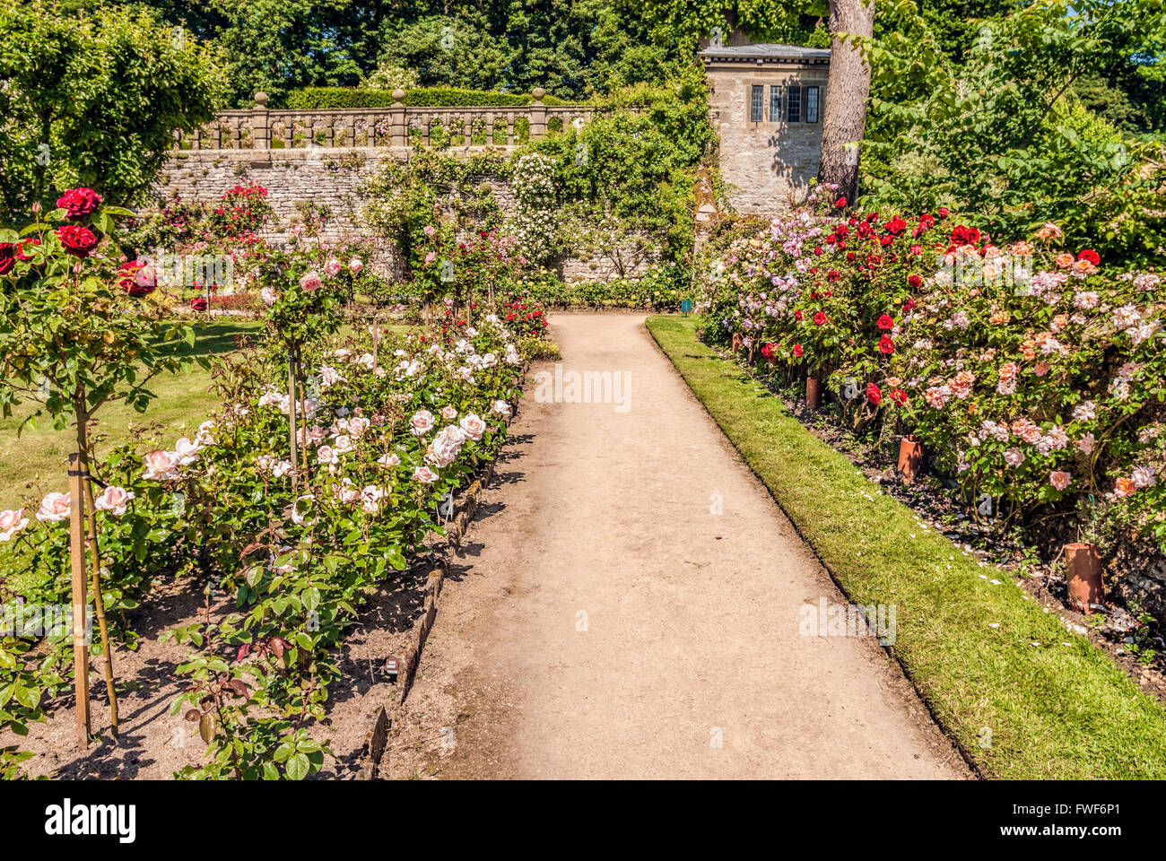 Jardin de roses à l'château Norman Haddon Hall près de Bakewell, Derbyshire, Angleterre Banque D'Images