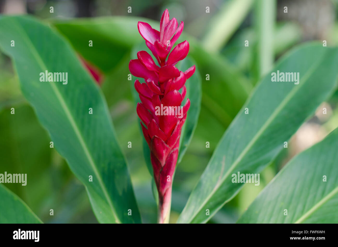 Fleur de gingembre rouge Banque D'Images