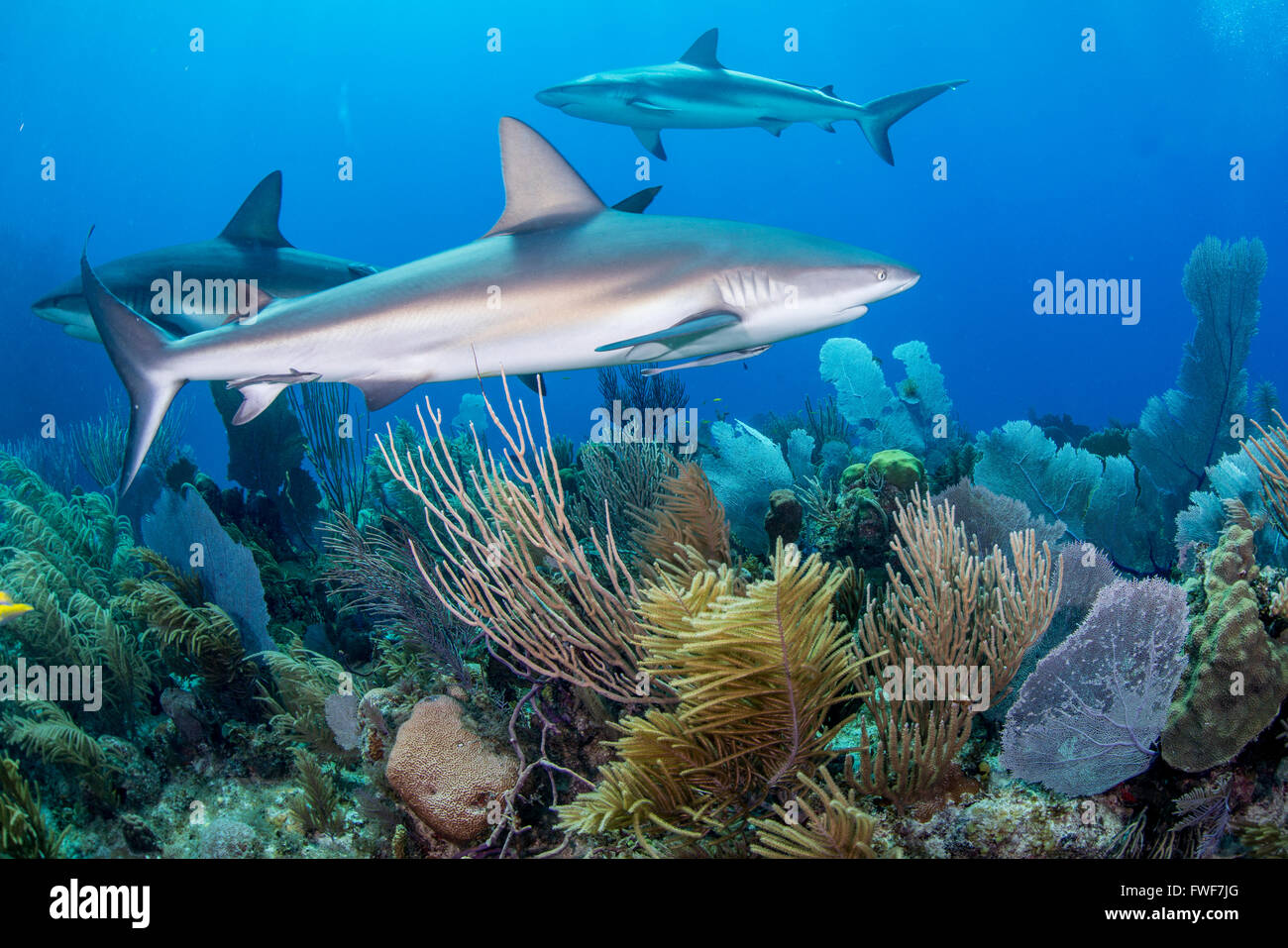 Les requins de récif des Caraïbes, Carcharhinus perezi, Jardines de la Reina, à Cuba, mer des Caraïbes Banque D'Images