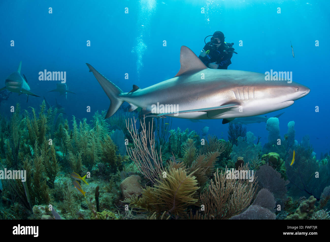 Les requins de récif des Caraïbes, Carcharhinus perezi, Jardines de la Reina, à Cuba, mer des Caraïbes Banque D'Images