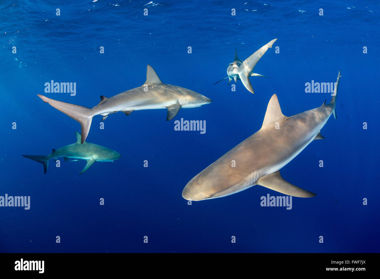 Requin de récif des Caraïbes, Carcharhinus perezi, Jardines de la Reina, à Cuba, mer des Caraïbes Banque D'Images