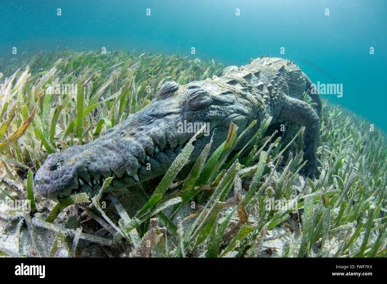 Crocodile d'eau salée, Crocodylus porosus, Jardines de la Reina, à Cuba, mer des Caraïbes Banque D'Images