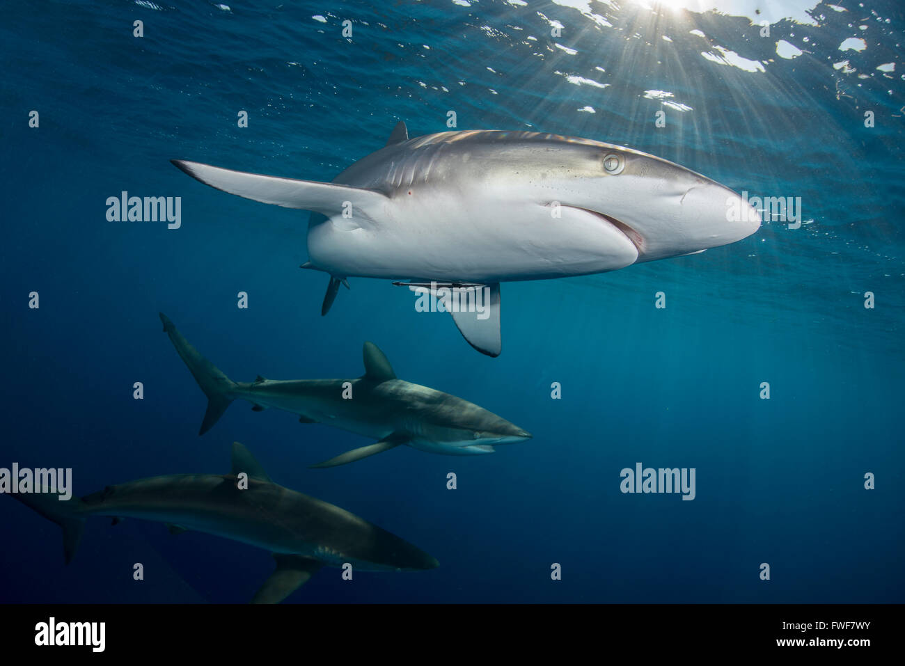 Requins soyeux, Carcharhinus falciformis, Jardines de la Reina, à Cuba, mer des Caraïbes Banque D'Images