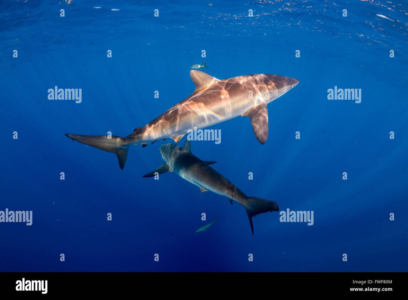 Requins soyeux, Carcharhinus falciformis, Jardines de la Reina, à Cuba, mer des Caraïbes Banque D'Images