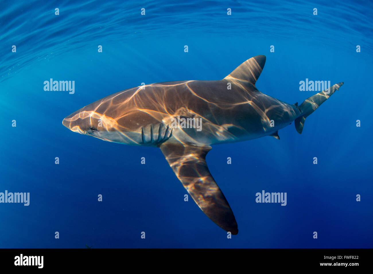 Le requin soyeux, Carcharhinus falciformis, Jardines de la Reina, à Cuba, mer des Caraïbes Banque D'Images