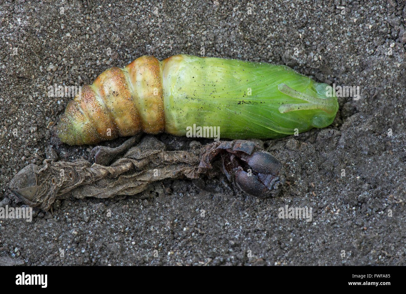 Papillon Sphinx de la tomate ou Five-Spotted nymphe sphynx, juste après sa chute, la peau (Manduca quinquemaculata) est de l'USA Banque D'Images