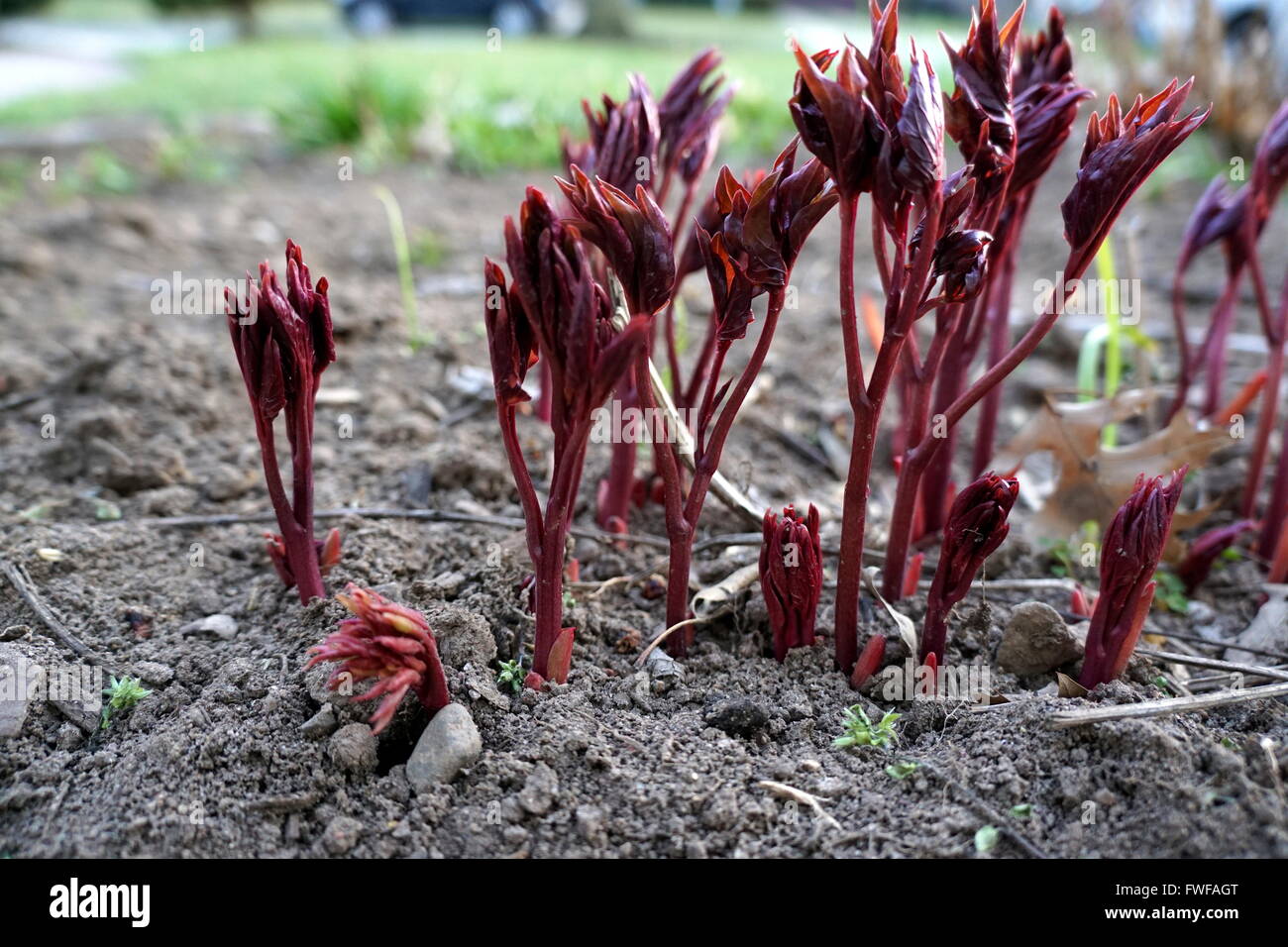 Signes du printemps, nouvelle croissance des pousses rouge pivoine couleur dans le sol Banque D'Images