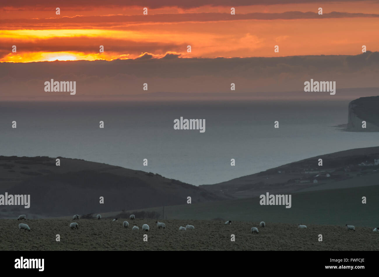 South Downs, Eastbourne, East Sussex, Royaume-Uni. 4 avril 2016. Une couleur glorieuse sur les Downs alors que la brume de mer se déplace dans Les falaises de craie Seven Sisters. Pacage de mouton en premier plan. Banque D'Images