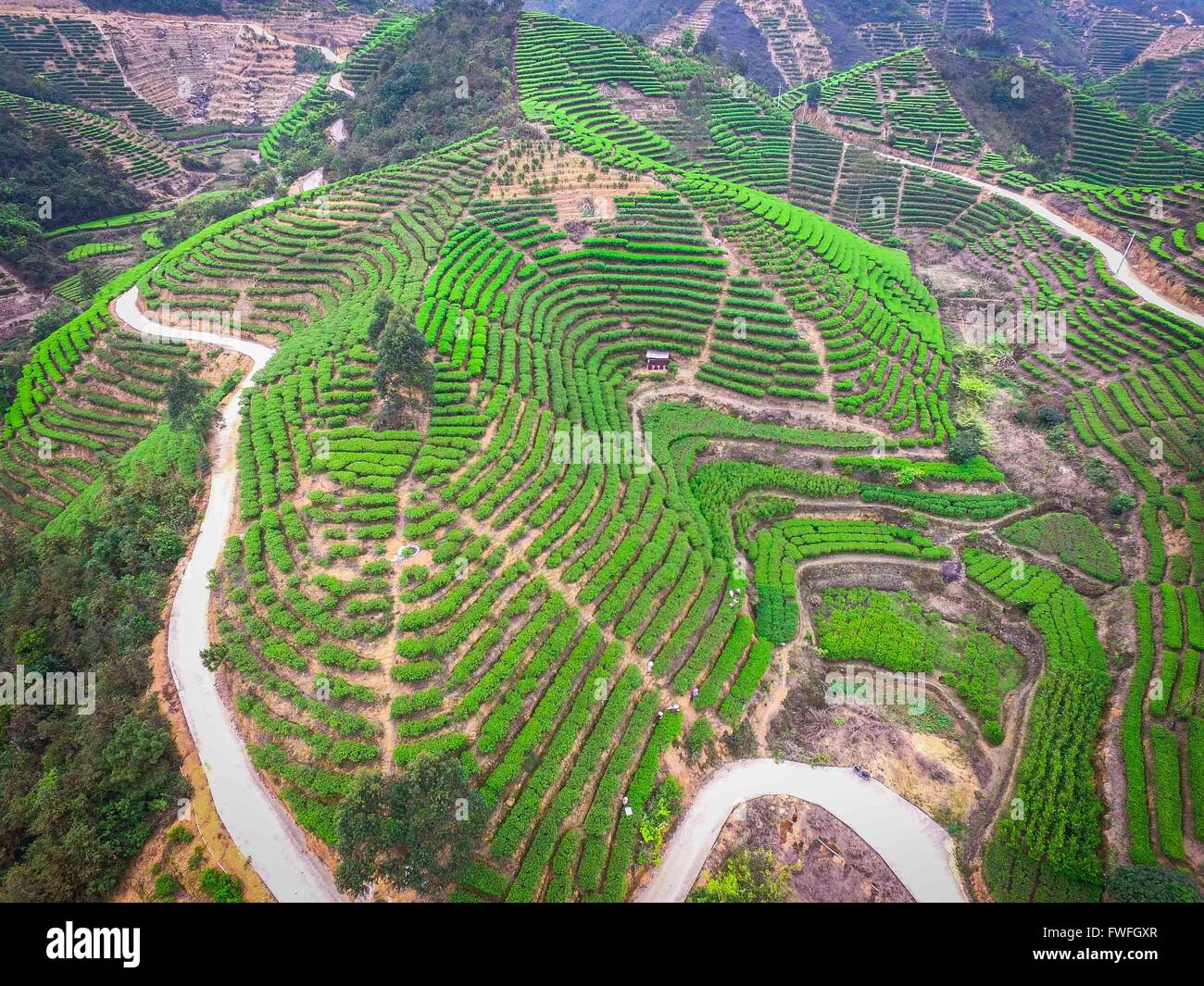 Guangzhou, la province chinoise du Guangdong. Mar 29, 2016. Les producteurs de thé de feuilles de thé sélection de thé Dancong Lingtou dans Village de Gushan Fubin Canton de Raoping, comté de la province du Guangdong en Chine du sud, le 29 mars 2016. © Liu Dawei/Xinhua/Alamy Live News Banque D'Images