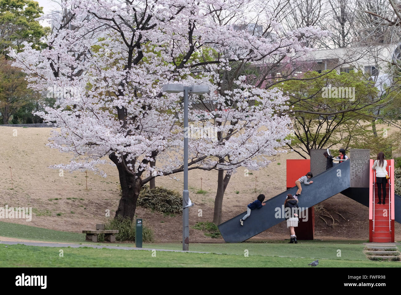 Tokyo, Japon. 5ème apr 2016. Les enfants jouent sur une diapositive à côté d'un cherry blossom tree à Tokyo, Japon, 5 avril 2016. © Yuriko Nakao/AFLO/Alamy Live News Banque D'Images