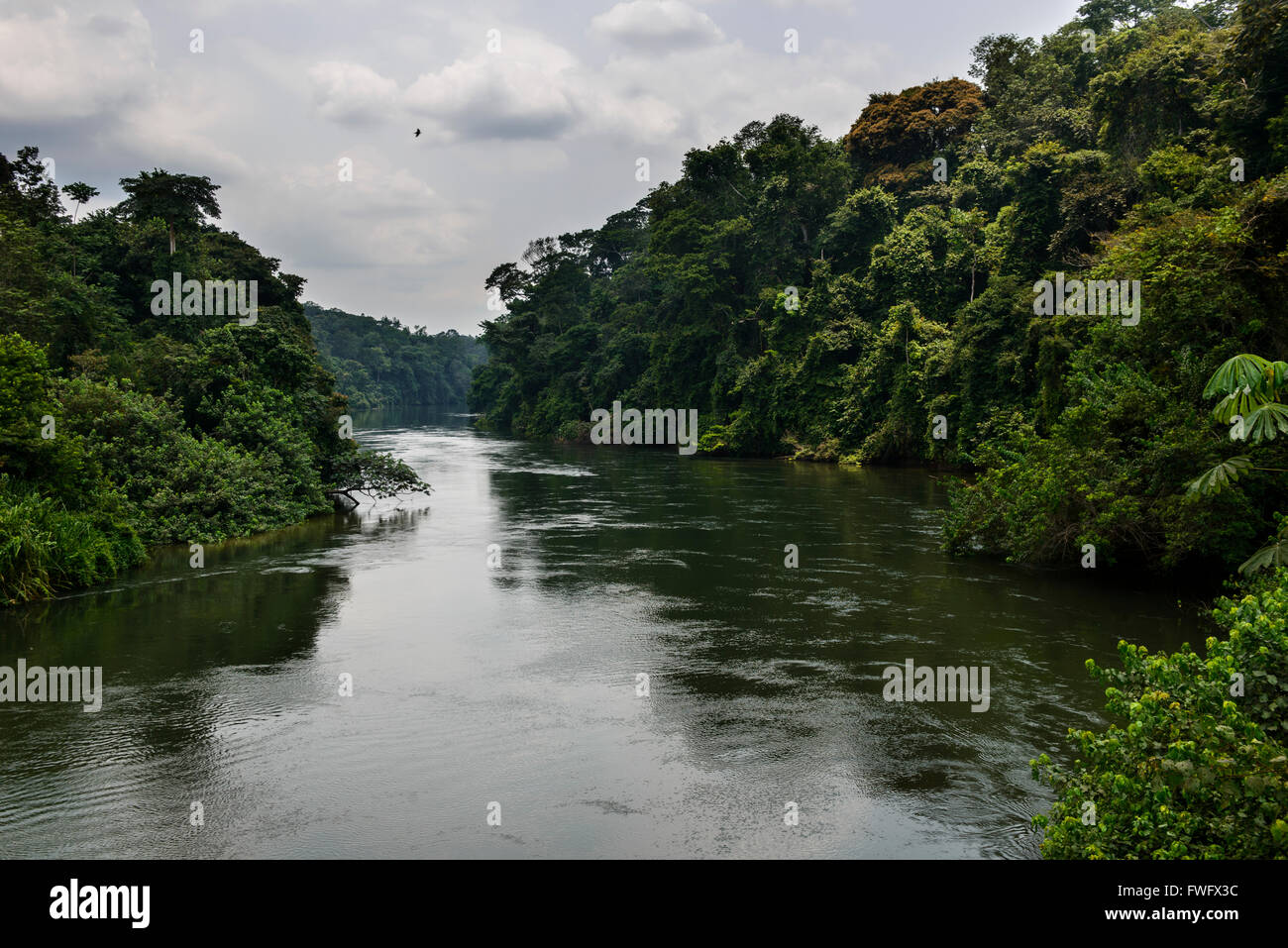 Les rivières de la forêt tropicale, le Gabon, l'Afrique Centrale Banque D'Images