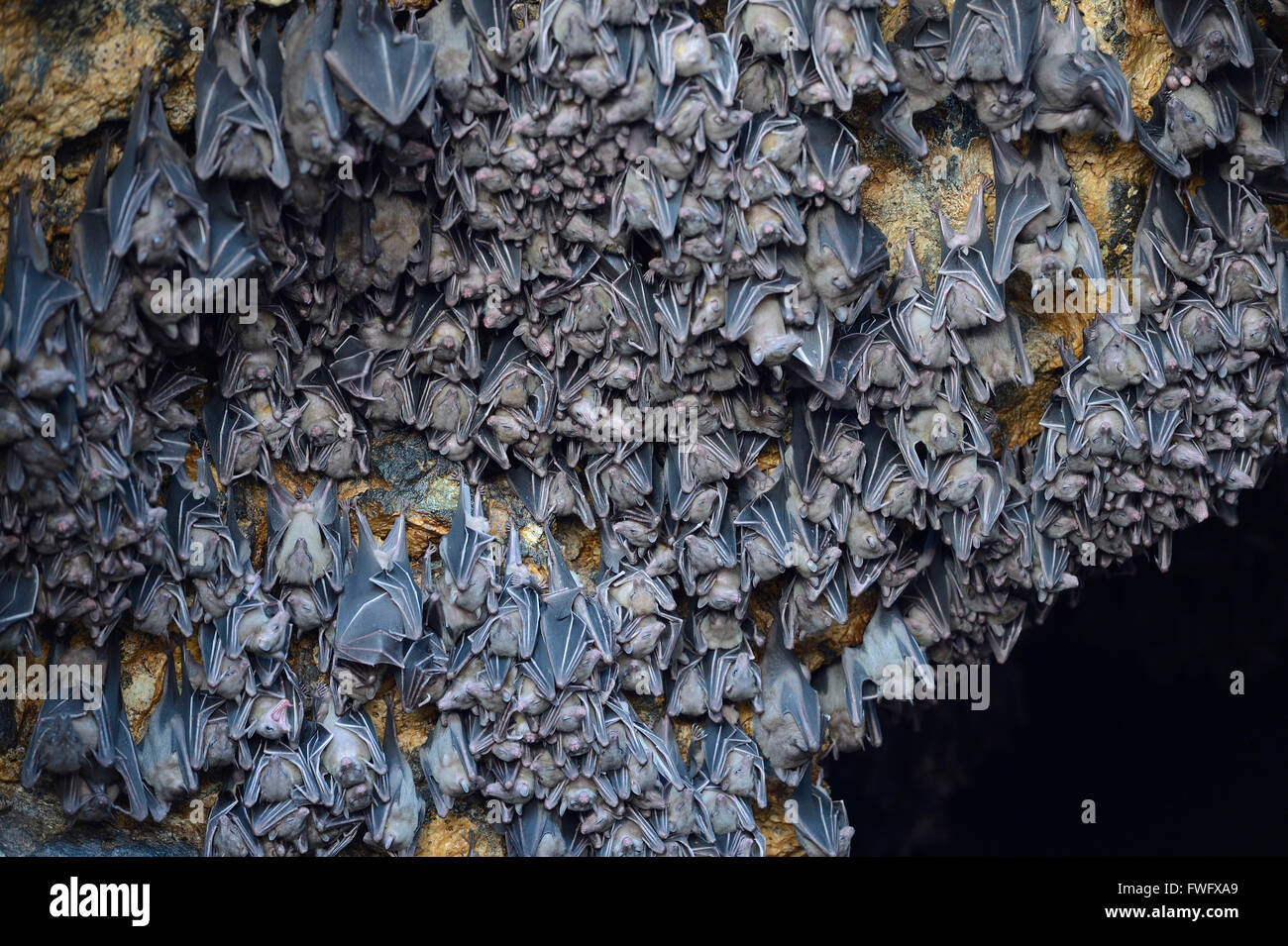 Les chauves-souris dans la grotte, chauve-souris de Goa Lawah temple, Bali, Indonésie Banque D'Images