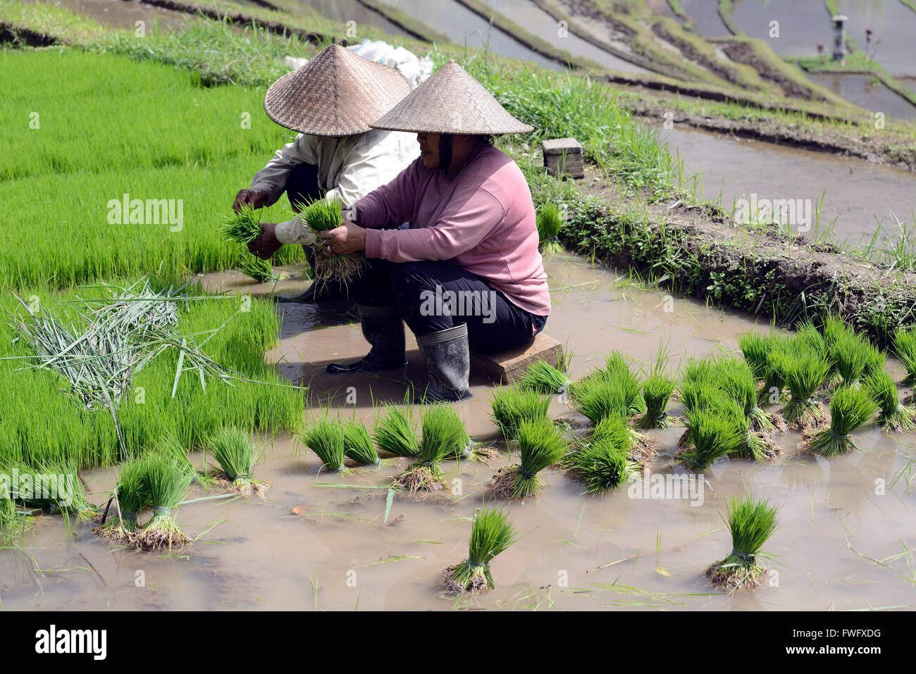 Le tri des plants de riz des femmes, les rizières en terrasse de Bali, Indonésie, Jatiluwih Banque D'Images