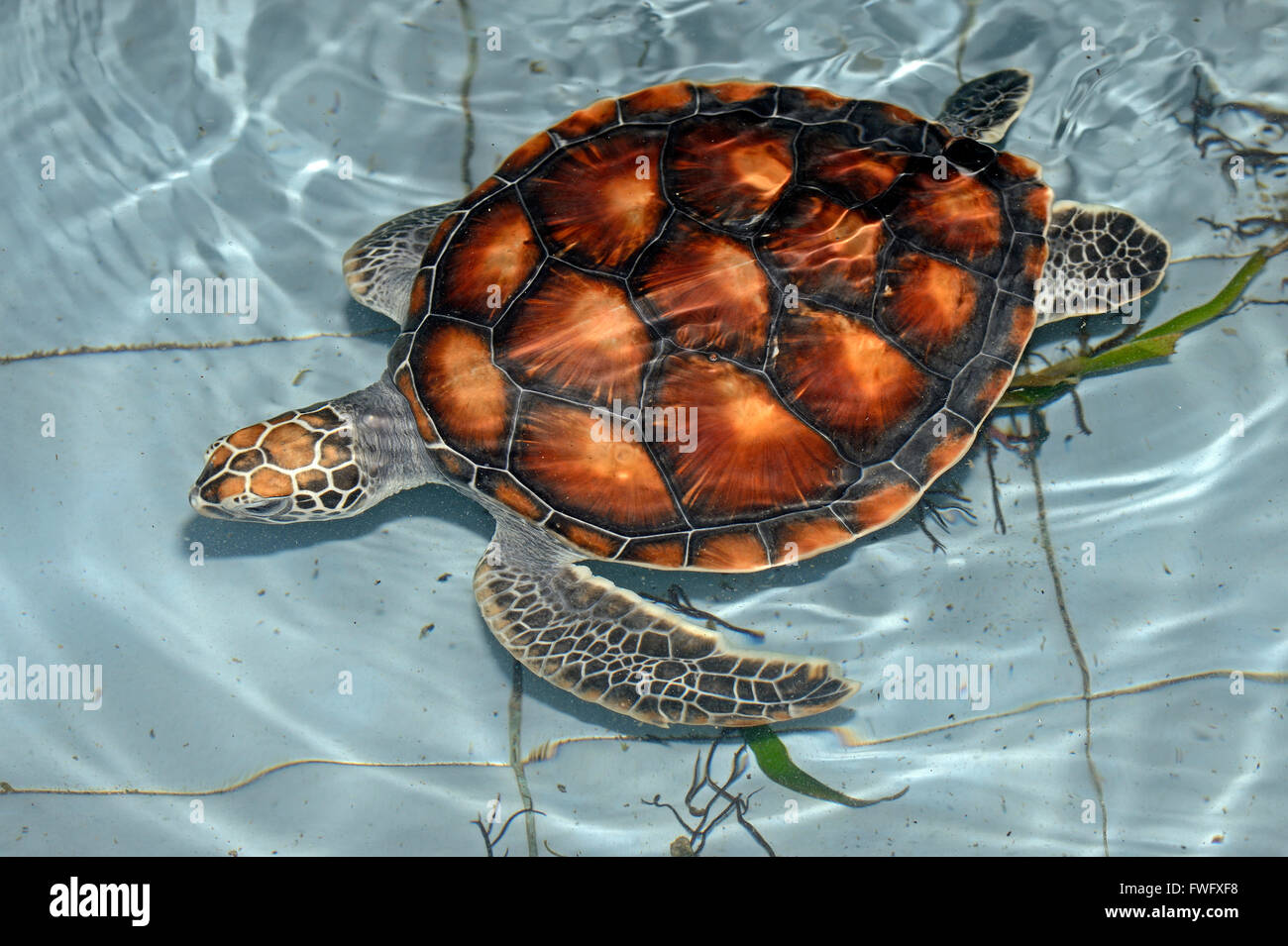 Ca. 1 Jahr alte Oliv-Bastardschildkroete (Lepidochelys olivacea) dans Aufzuchtstation, Bali, Indonesia Banque D'Images