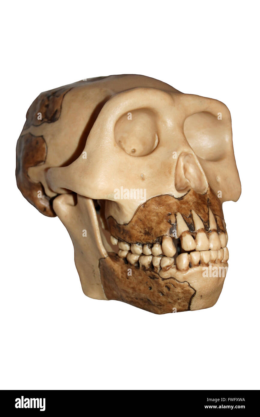 Replica crâne de l'homme Homo erectus de Java Banque D'Images
