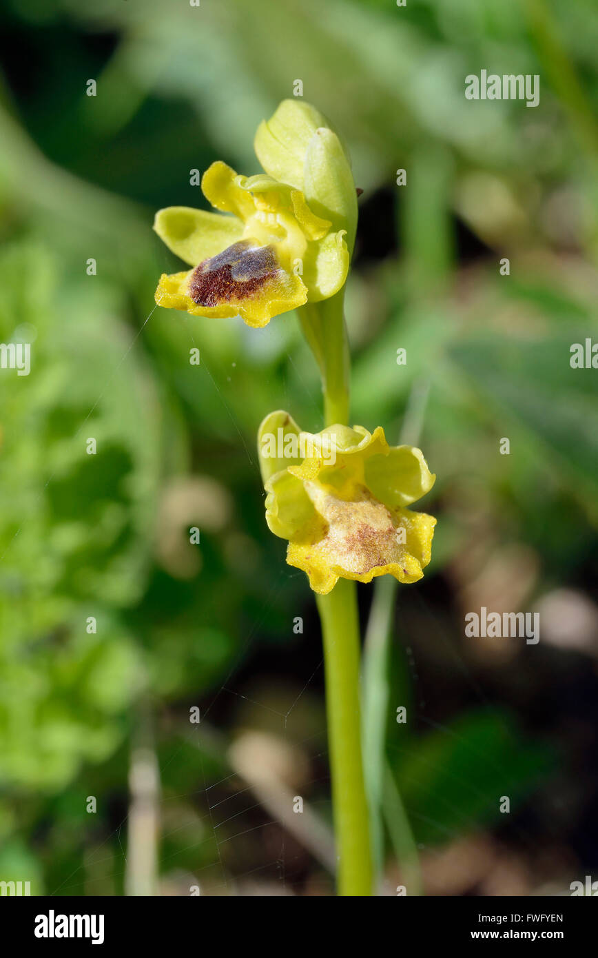 Ophrys lutea galilaea sous-espèce de l'orchidée abeille jaune en provenance de Chypre Banque D'Images