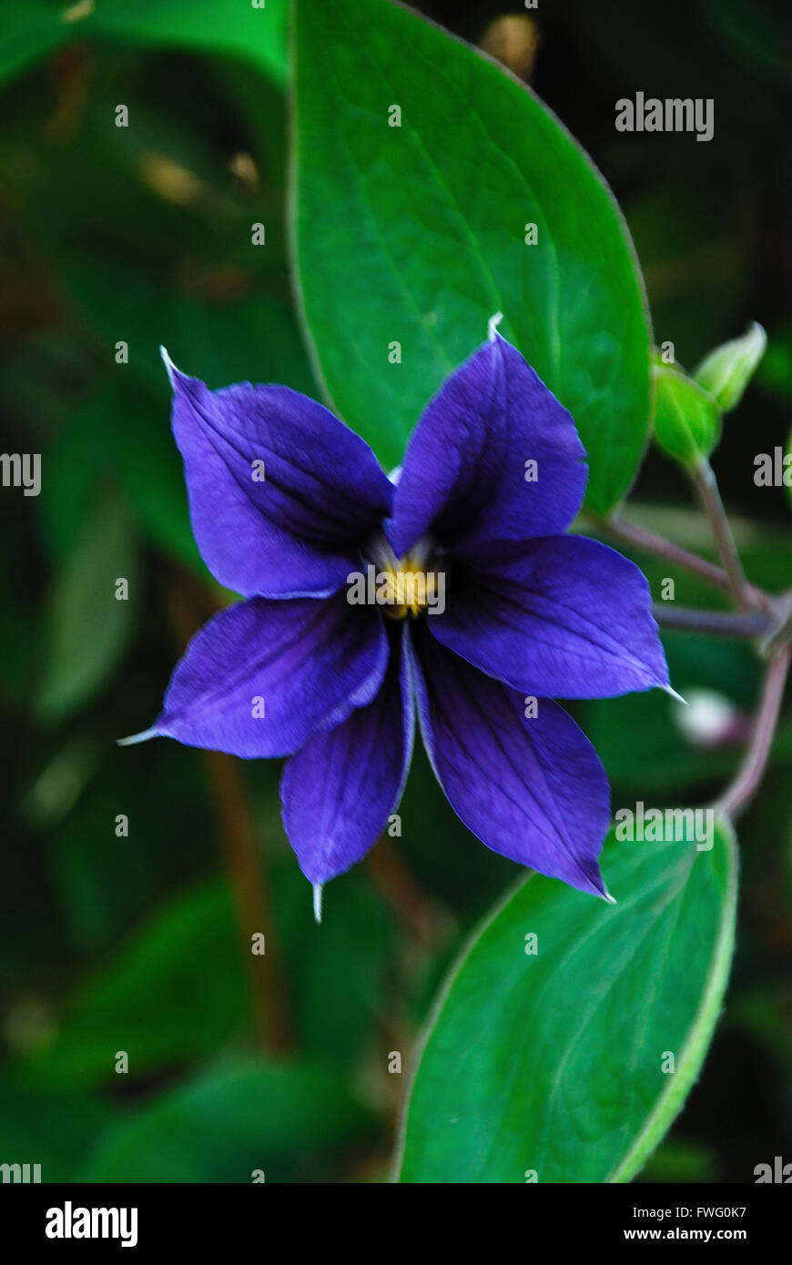 Clématites durandii en fleur UK Banque D'Images