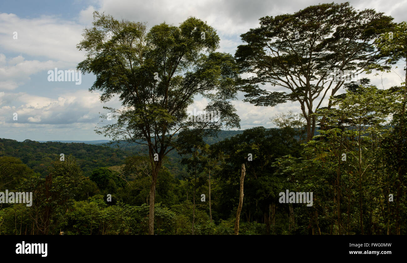 La forêt équatoriale du Gabon, Afrique centrale Banque D'Images