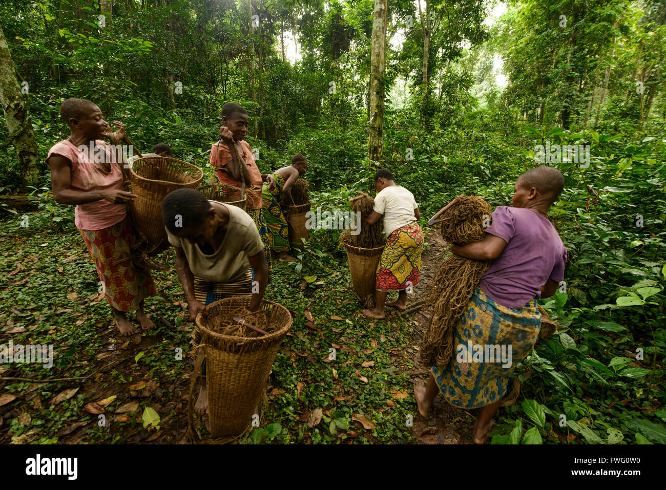 Les Pygmées Bayaka dans la forêt équatoriale, République centrafricaine, Afrique Banque D'Images