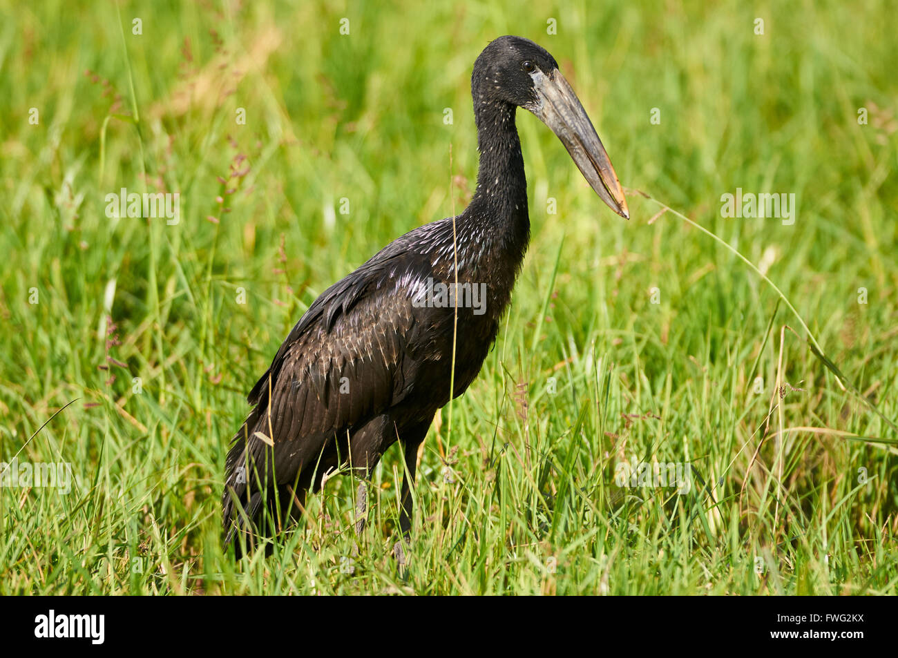 African openbill ou ouvrir une petite stork Stork facturés avec un projet de loi fauve Banque D'Images