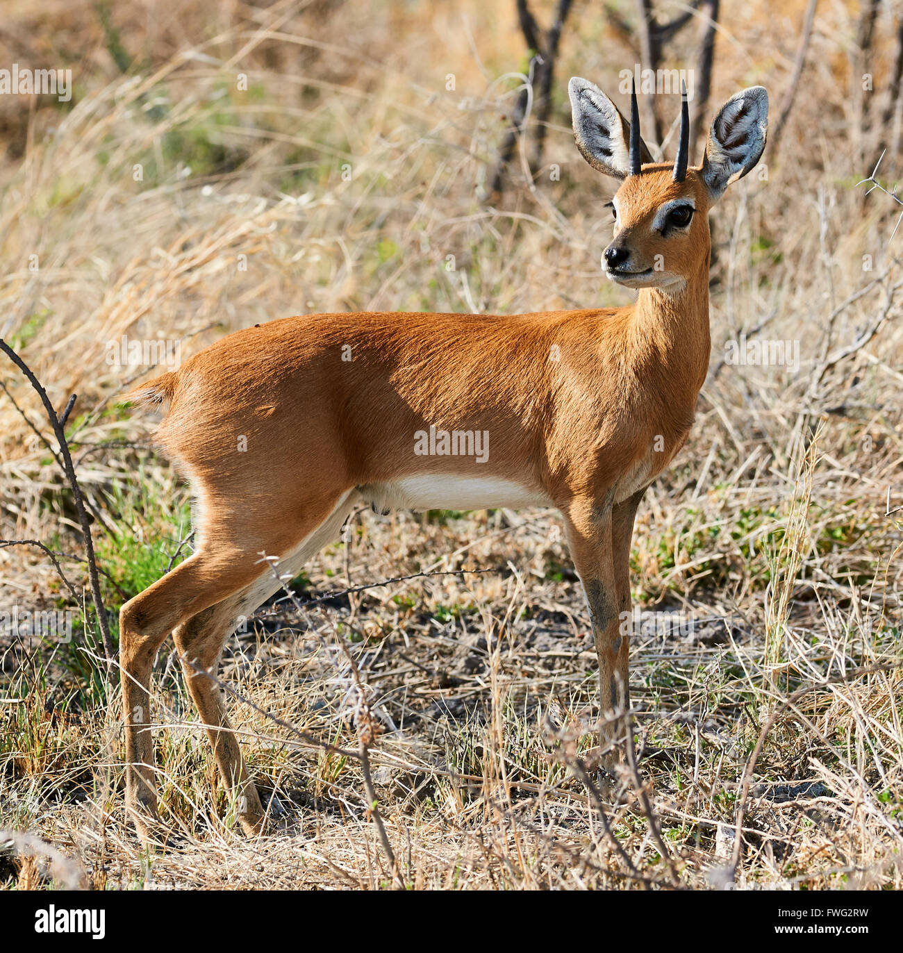 Le steenbok (Raphicerus campestris) est une petite commune d'antilopes de l'Afrique australe et orientale Banque D'Images