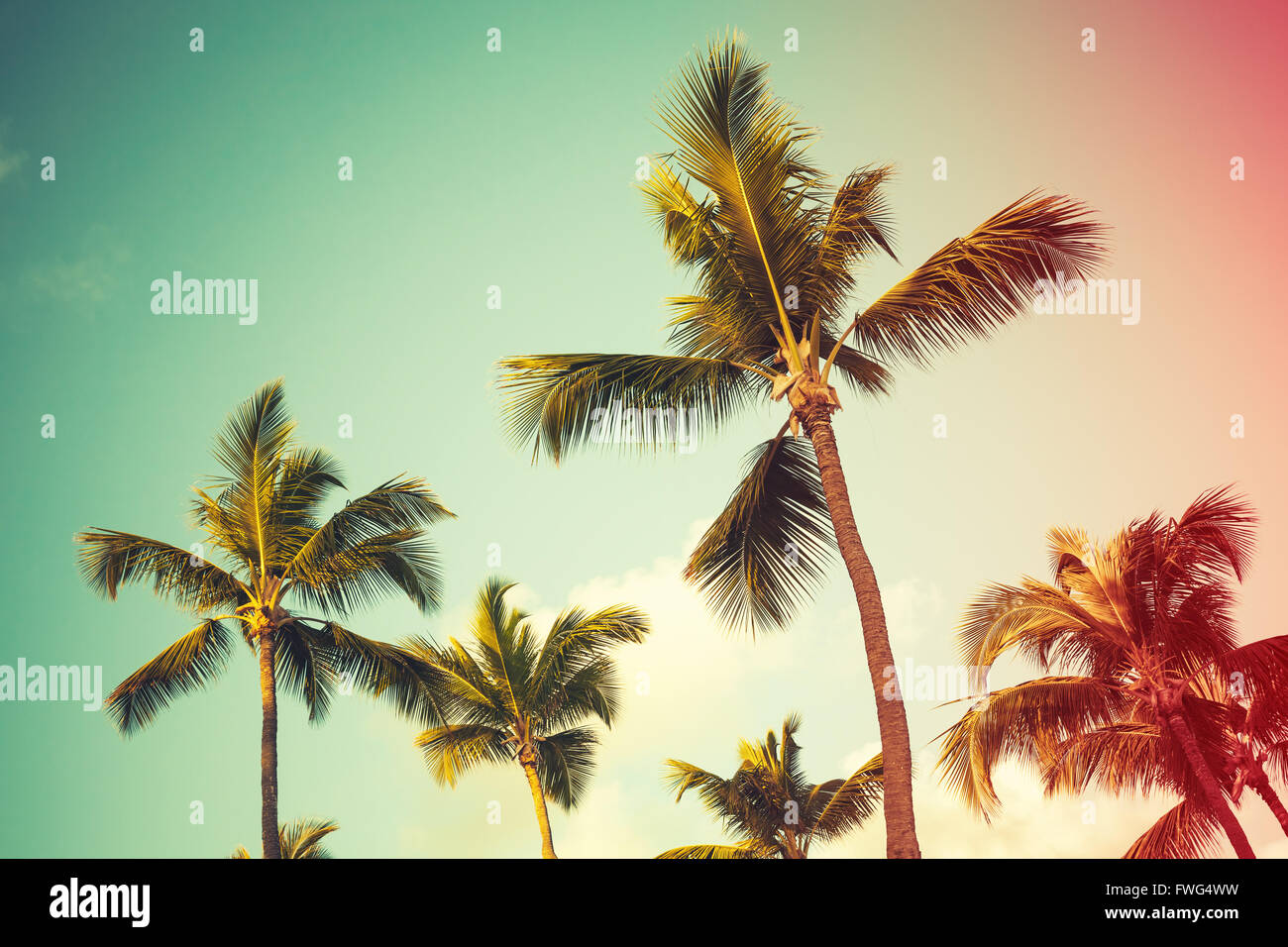 Des cocotiers sur fond de ciel lumineux. Style vintage, photo avec effet de filtre de correction tonale colorés Banque D'Images